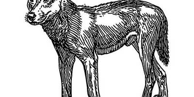 Животные 355