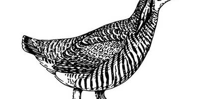 Животные 1087