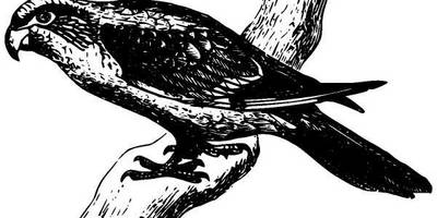 Животные 1032