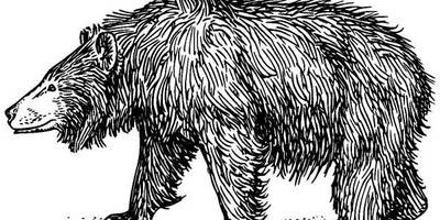 Животные 566