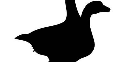 Животные 3598