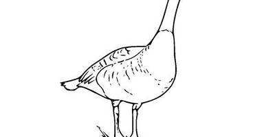 Животные 176