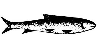 Животные 2669