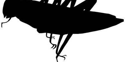 Животные 3441