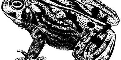 Животные 1029