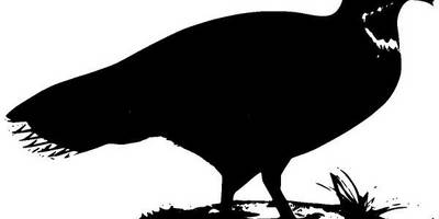 Животные 929