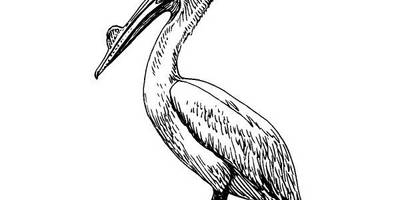 Животные 1078