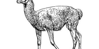 Животные 502