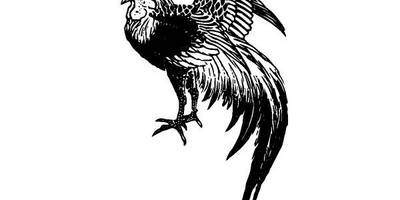 Животные 2721