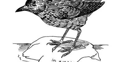 Животные 3801