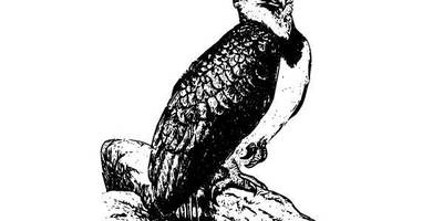 Животные 908