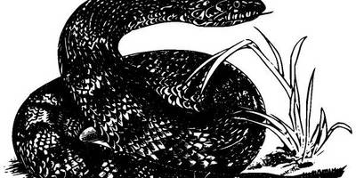 Животные 2861