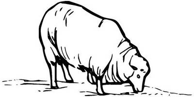 Животные 509