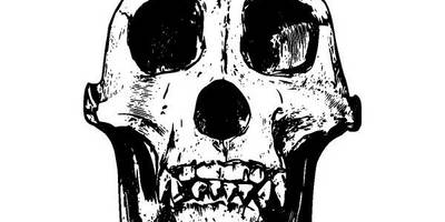 Животные 2685