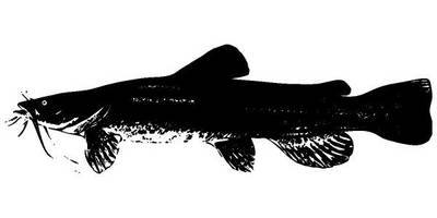 Животные 1339