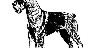 Животные 1109