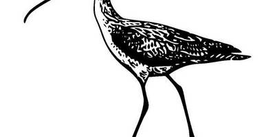 Животные 683