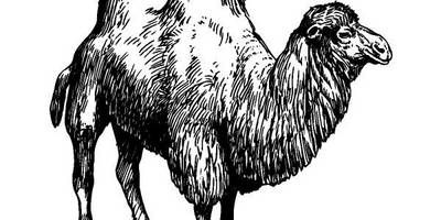 Животные 230