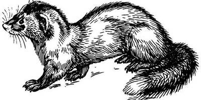 Животные 546