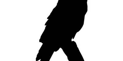 Животные 433