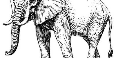 Животные 3742