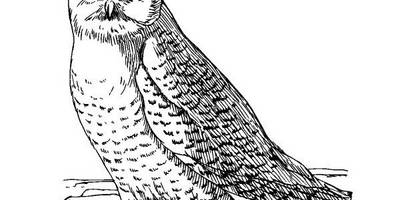 Животные 3799