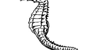 Животные 123