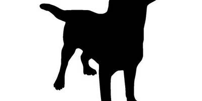 Животные 710