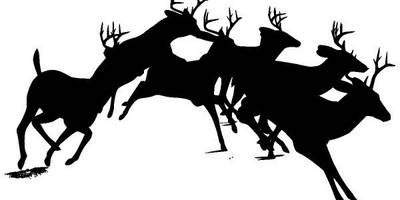 Животные 3531