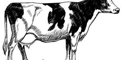 Животные 507