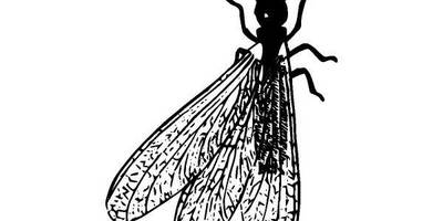 Животные 868