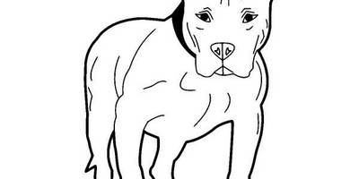 Животные 1118