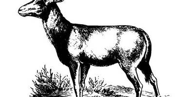 Животные 2801