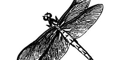 Животные 1306