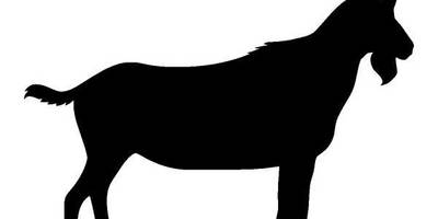 Животные 172