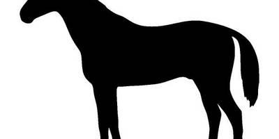 Животные 4223