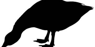 Животные 4333