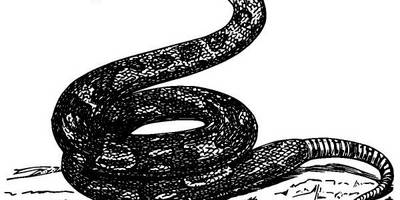 Животные 2558