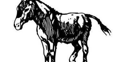 Животные 248