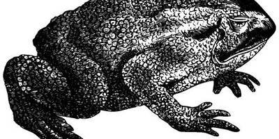 Животные 3859