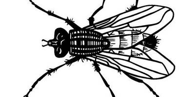 Животные 1266