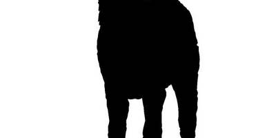 Животные 452