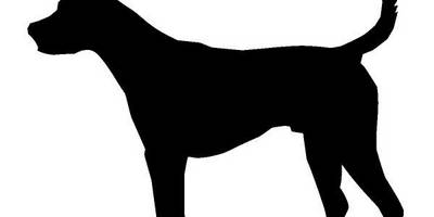 Животные 3766