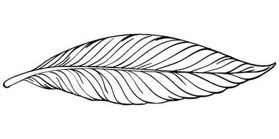 Животные 3333