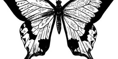 Животные 1172