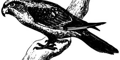 Животные 2874