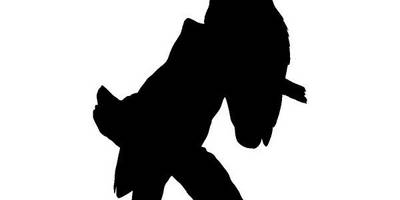 Животные 3372