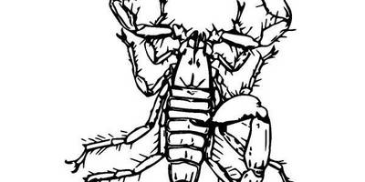 Животные 848