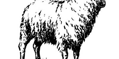 Животные 3544