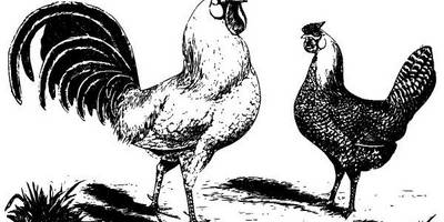 Животные 3823